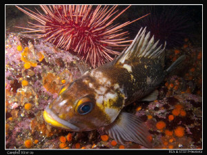 Copper rockfish, Sebastes caurinus. Quadra Island, BC. Ca... by Bea & Stef Primatesta 